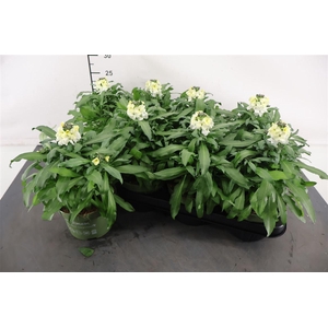 Erysimum 13 Cm. P. White