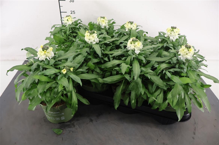 <h4>Erysimum 13 Cm. P. White</h4>