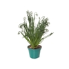 ALBUCA SPIRALIS P14 COM FLOR