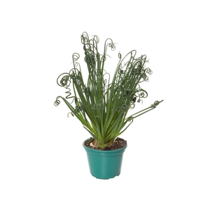 ALBUCA SPIRALIS P14 COM FLOR