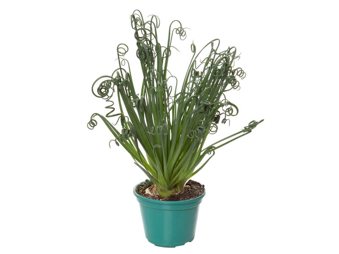 <h4>ALBUCA SPIRALIS P14 COM FLOR</h4>