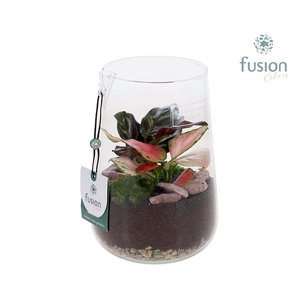 Green Bottle Deline Medium met groene planten