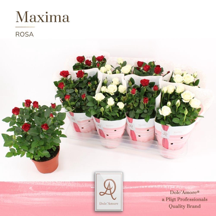 <h4>Potroos Roma Mix P14 Dolc'Amore® Maxima</h4>