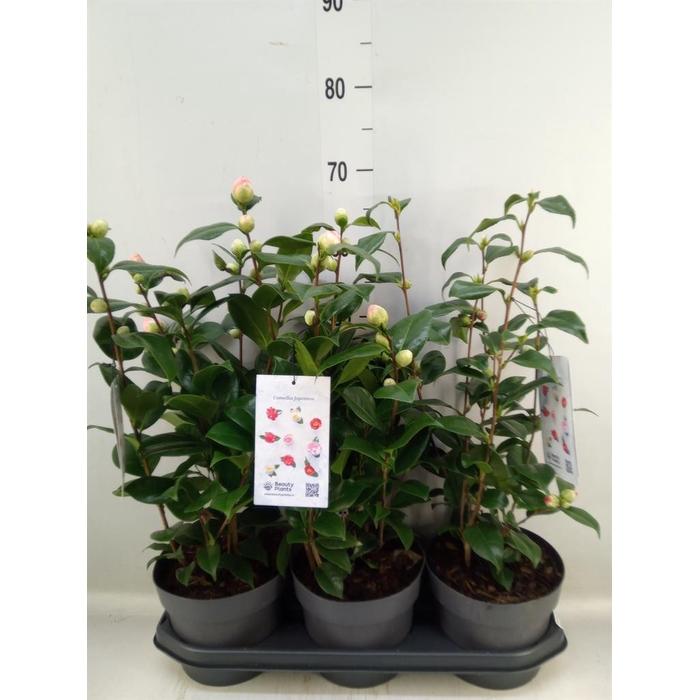 <h4>Camellia japonica</h4>