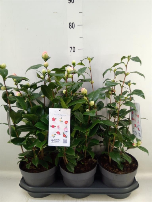 Camellia japonica