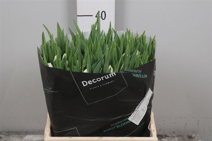 <h4>Tu En Snowmen</h4>