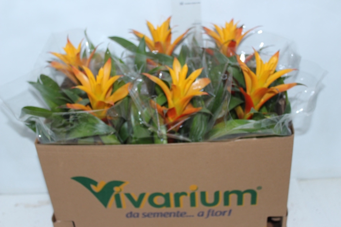 <h4>GUZM. LARANJA P14</h4>