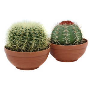 Cactus canarias schaal 23 cm
