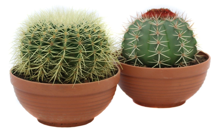 <h4>Cactus canarias schaal 23 cm</h4>