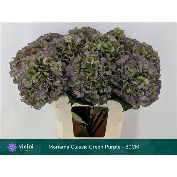 <h4>Hydr Mariama Classic Green Purple 80 cm Vicini</h4>