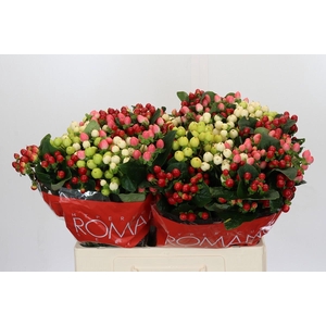 Hypericum Rainbow Romance