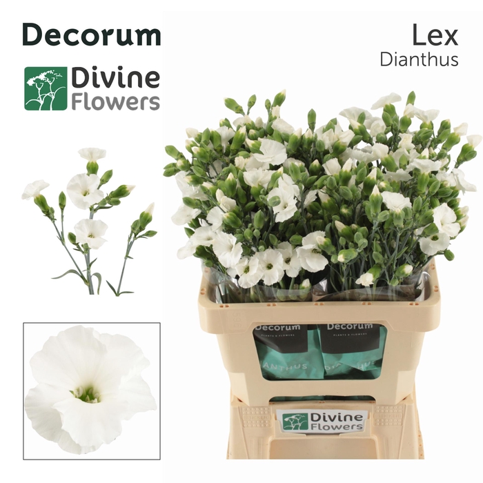 <h4>Di Solomio Lex Divine</h4>
