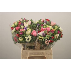 Anemone Fr. Mixed In Bunch