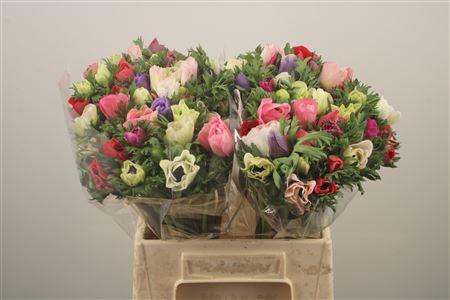 <h4>Anemone Fr. Mixed In Bunch</h4>