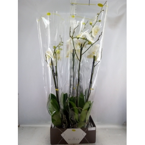 Phalaenopsis   ...white