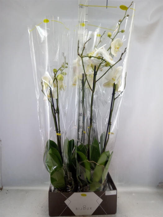 <h4>Phalaenopsis   ...white</h4>