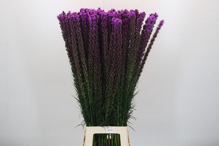 <h4>Liatris Callilepis Forest Lodge</h4>