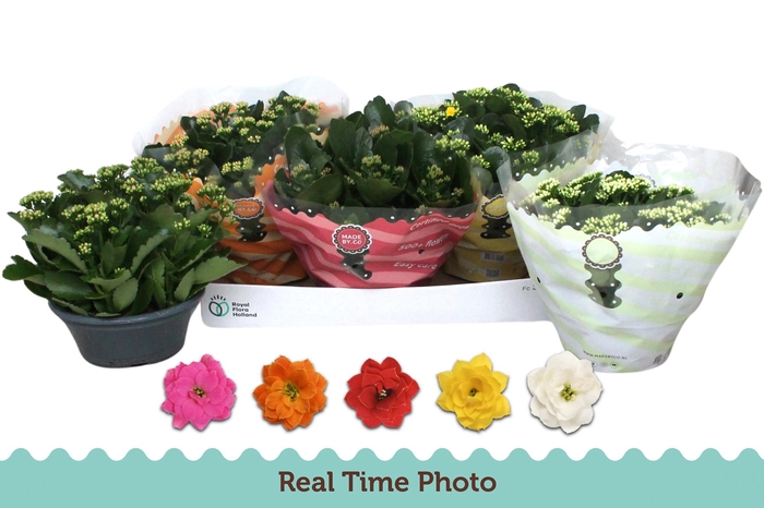 <h4>KAL GE GEM 5 KL</h4>