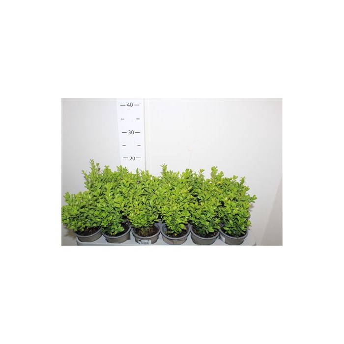 <h4>Buxu Sempervirens</h4>