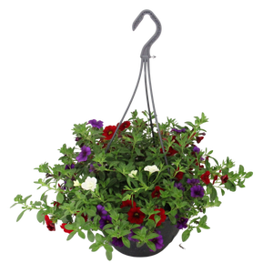 Hangpotten 23 cm Calibrachoa Mix Cafe de Paris