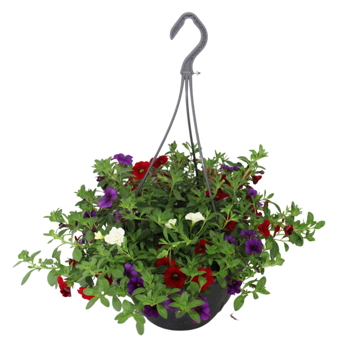 <h4>Hangpotten 23 cm Calibrachoa Mix Cafe de Paris</h4>