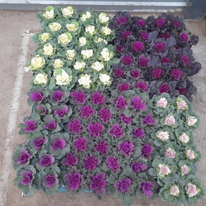 BRASSICA (SIERKOOL)