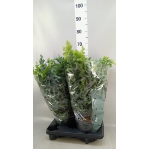 Phlebodium aureum 'Davana'