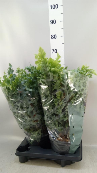 <h4>Phlebodium aureum 'Davana'</h4>