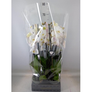 Phalaenopsis  'Ant Cambridge'