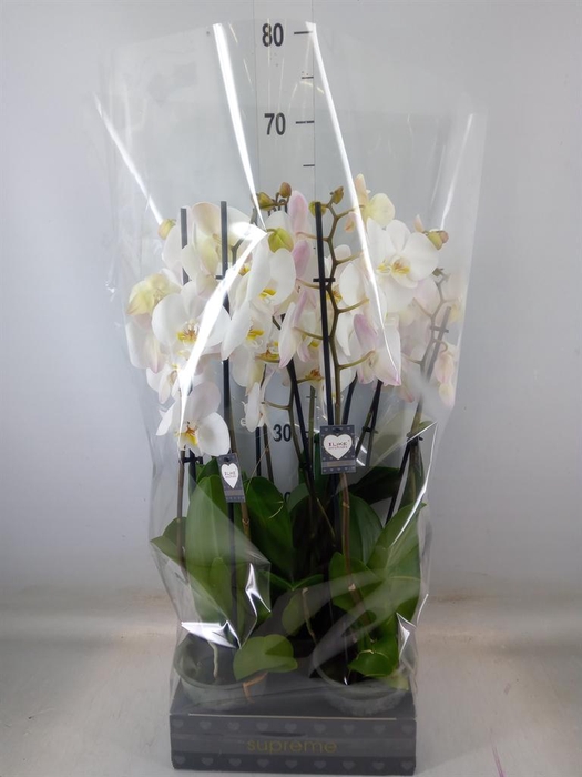 <h4>Phalaenopsis  'Ant Cambridge'</h4>