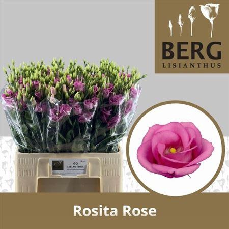 <h4>Eus G Rosita Rose Pink</h4>