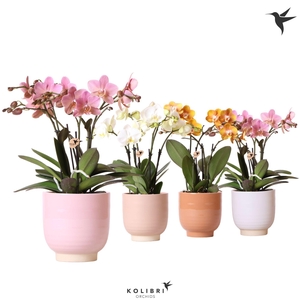 Kolibri Orchids Phalaenopsis Jewel mix 4 spike in Glazed mix