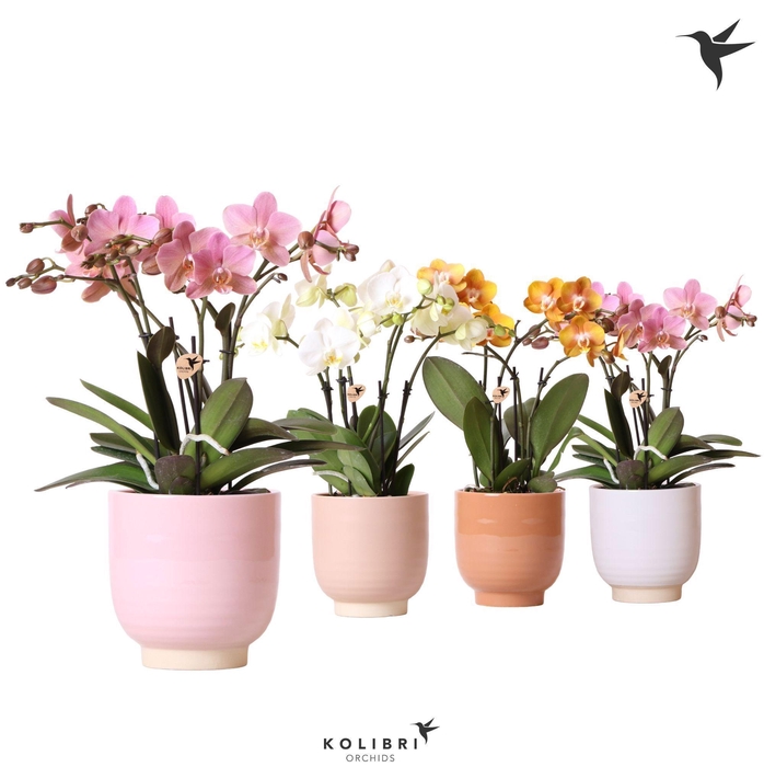 <h4>Kolibri Orchids Phalaenopsis Jewel mix 4 spike in Glazed mix</h4>