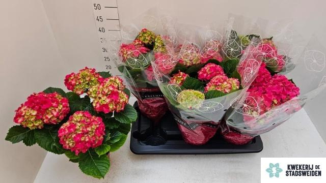 <h4>HYDR M GRUMPY</h4>