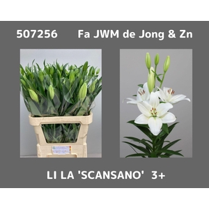 Li La Scansano