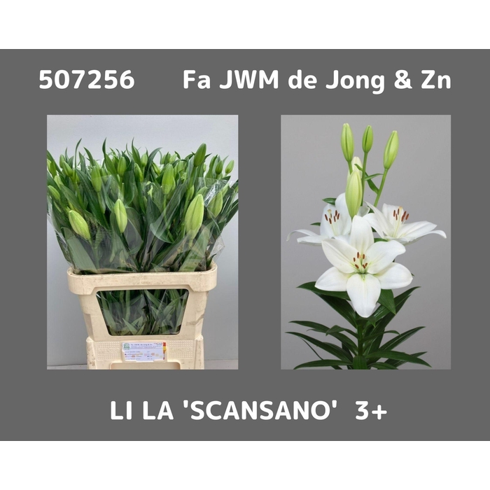 <h4>Li La Scansano</h4>