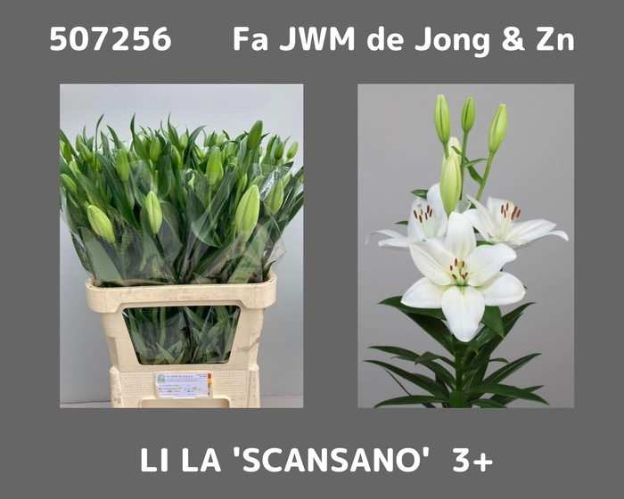 Li La Scansano