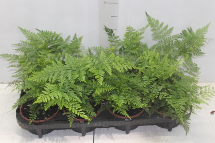 <h4>RENDA FRANCESA C13</h4>