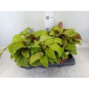 Calathea  'Fusion Yellow'