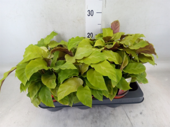 <h4>Calathea  'Fusion Yellow'</h4>