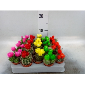 Cactus   ...decorated
