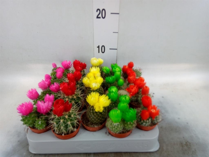 <h4>Cactus   ...decorated</h4>