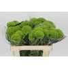 Dianthus Br Kiwi Mellow