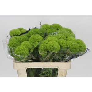 Dianthus Br Kiwi Mellow