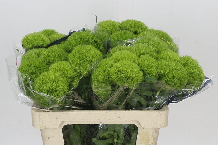 <h4>Dianthus Br Kiwi Mellow</h4>