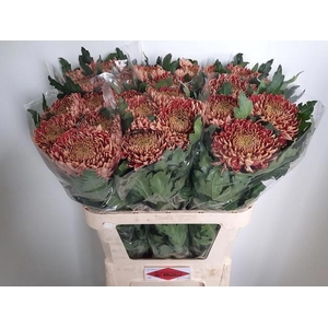 CHRYSANTHEMUM GR 'BISLET RED'