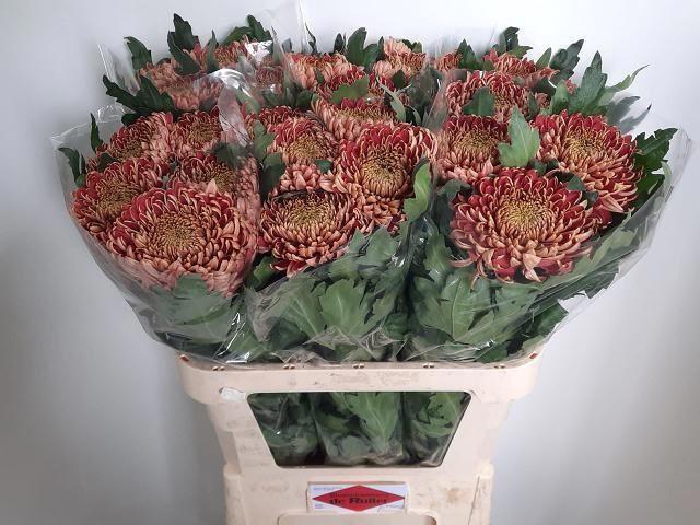 <h4>CHRYSANTHEMUM PL 'BISLET RED'</h4>