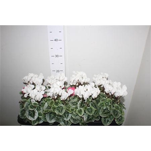 Cycl Kl Sup Picasso White