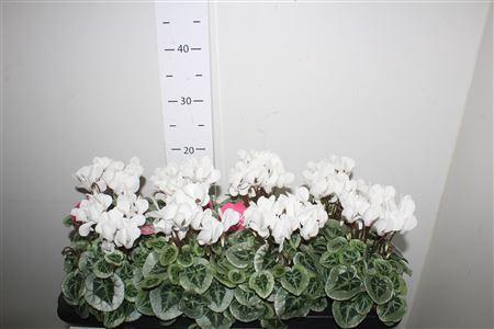 <h4>Cycl Kl Sup Picasso White</h4>