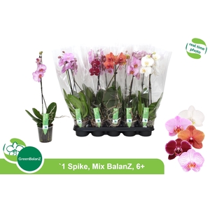 PHAL GEM